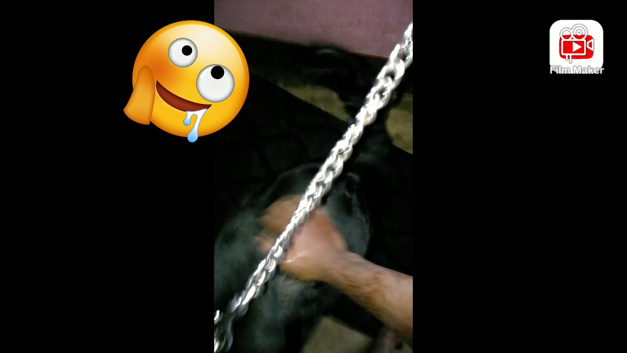 Drools Dogs FOOD(German Shepard) YouTube