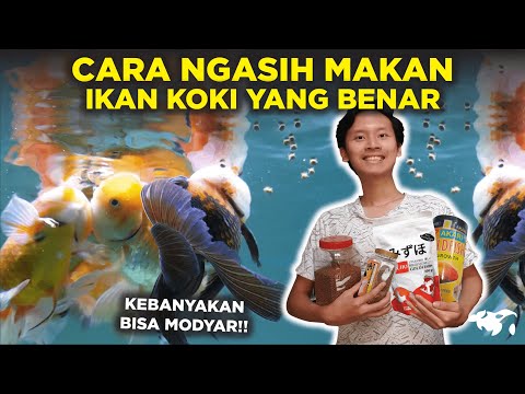 Video: Cara membiak ikan perak, perkadaran. Kebaikan dan keburukan bahan tersebut