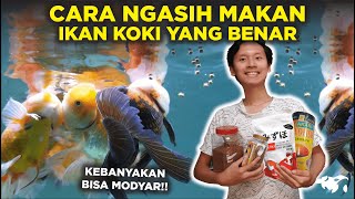 JANGAN NGAWUR! CARA MEMBERI MAKAN IKAN MAS KOKI YANG BENAR DAN SEHAT