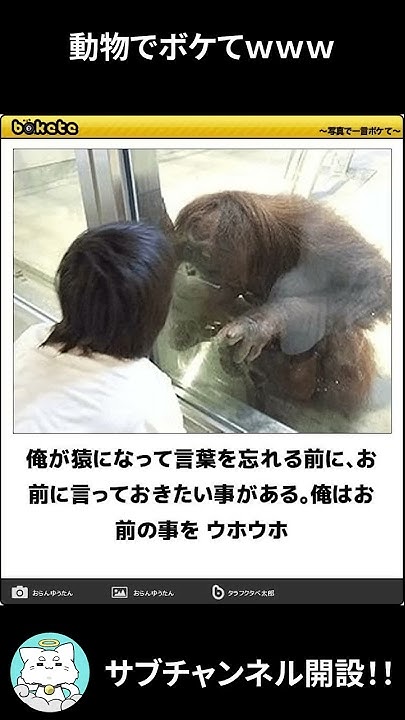 ネコガミ 動物のボケてにアテレコしてみたｗｗｗ パート52 Youtube