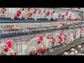 How To Raise 1500 Chickens For Eggs - Egg Collection