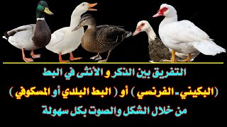 الفرق بين الذكر والأنثى في البط الفرنسي أو البكيني والمسكوفي | difference male and female in ducks