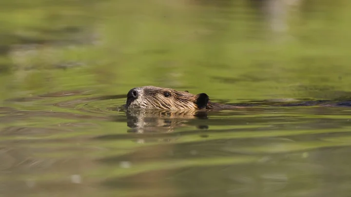 Researchers Partner with Ranchers, Beavers, and NASA