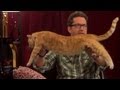 Joe the Cat Compilation - Rooster Teeth