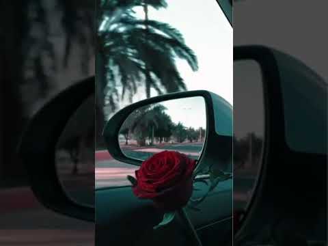 حالات واتساب مساء الخير