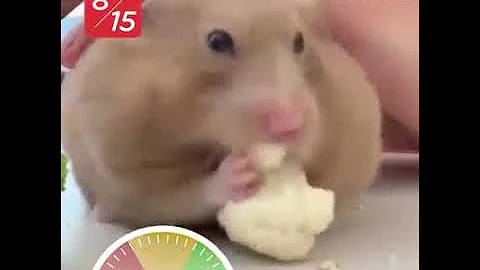 Смешные хомяки, которые набивают щеки. Не возможно оторваться