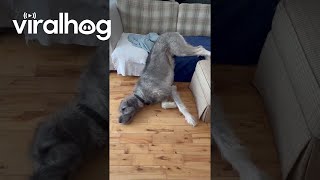 Irish Wolfhound Slides Off Couch || ViralHog