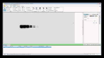 Image Studio 5.0 for C‑DiGit Scanner ‑ Quantifying Data