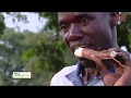 Seeds of Gold: How to produce better cassava yields