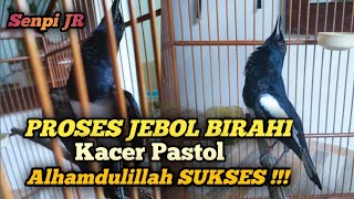 PROSES JEBOL BIRAHI KACER PASTOL ALHAMDULILLAH SUKSES !!!