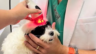 Milky, a Maltese with idiopathic head tremor syndrome