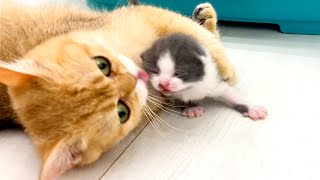 Mom cat wants to teach adopted kitten to walk and calls him to her and dad cat