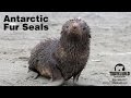 Antarctic fur seals at South Georgia island