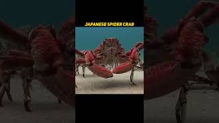 Japanese Spider Crab | SCARIEST Looking Animal on Earth