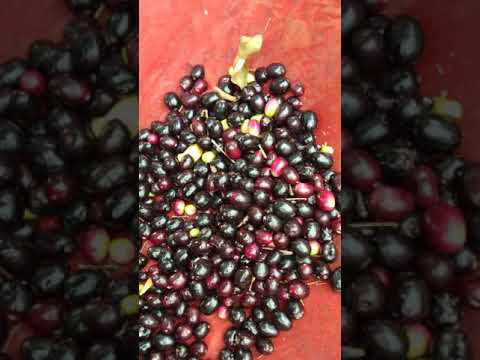 Video: Tunda la Blueberry Halitaiva - Kwa Nini Blueberries Yangu Hayaiva