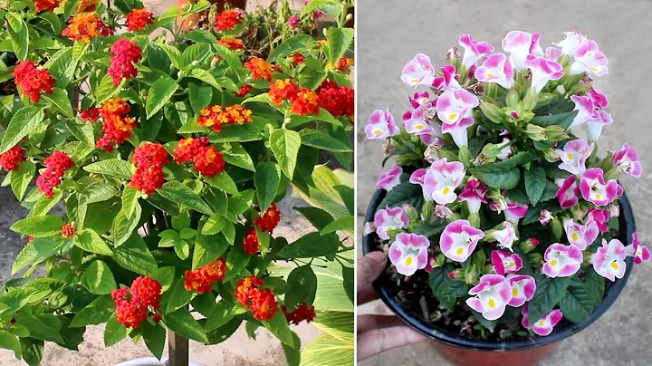 15 BLOCKBUSTER Plants that Bloom ALL Year Around - DayDayNews