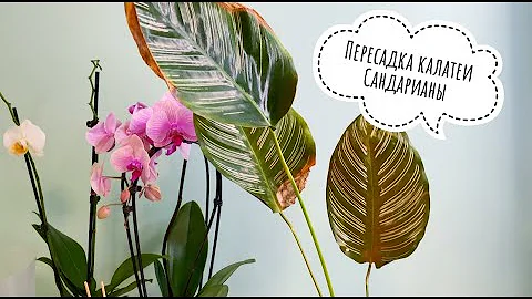 Пересадка калатеи Сандерианы. Корни распирали горшок.