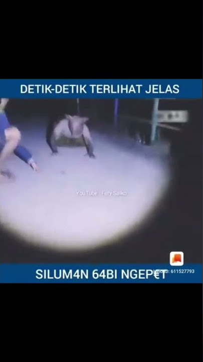 siluman babi ngepet terlihat jelas