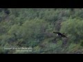 Spanish Imperial Eagle –Aquila adalberti