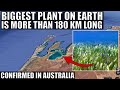 Biggest Plant on Earth Discovered in Australia - 180km Long