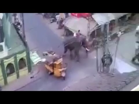 Elephant Attack In India