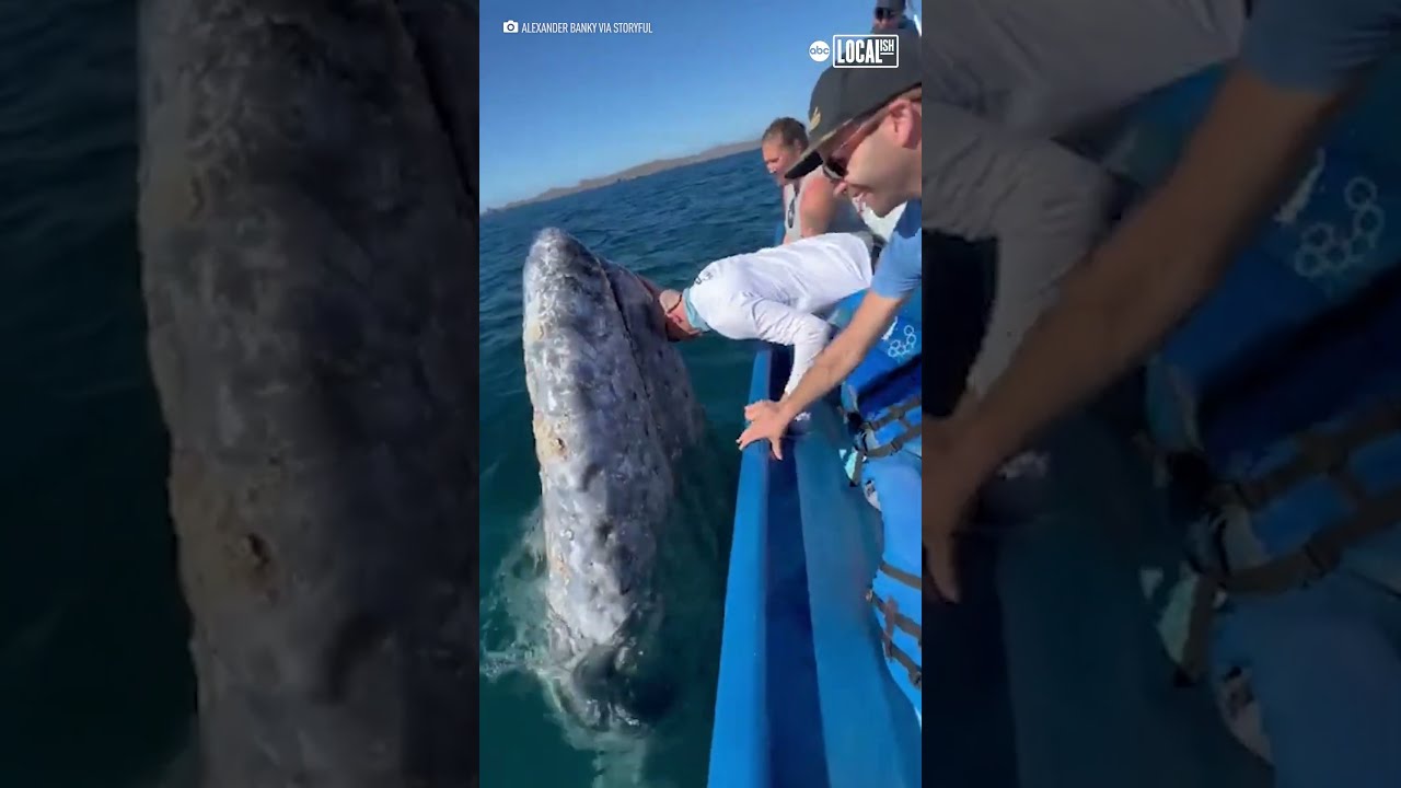 Tourists Kiss Friendly Whale