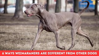 6 WAYS WEIMARANERS ARE DIFFERENT FROM OTHER DOGS