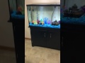 Petsmart Marineland Heartland 60gal Aquarium and Stand Review Petsmart Marineland Heartland 60gal Aquarium and Stand Review