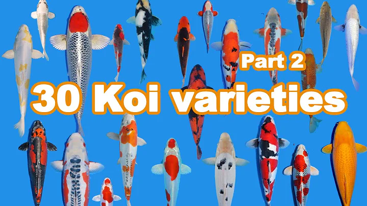 30 Koi Fish varieties, types and characteristics (part 2)