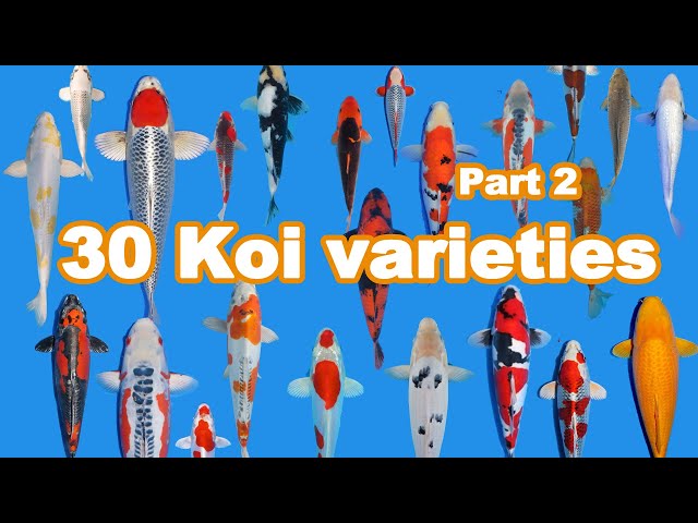 30 Koi Fish varieties, types and characteristics (part 2) class=