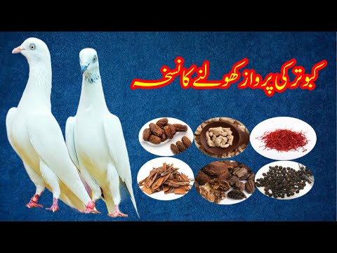 Kabootar Ki Parwaz