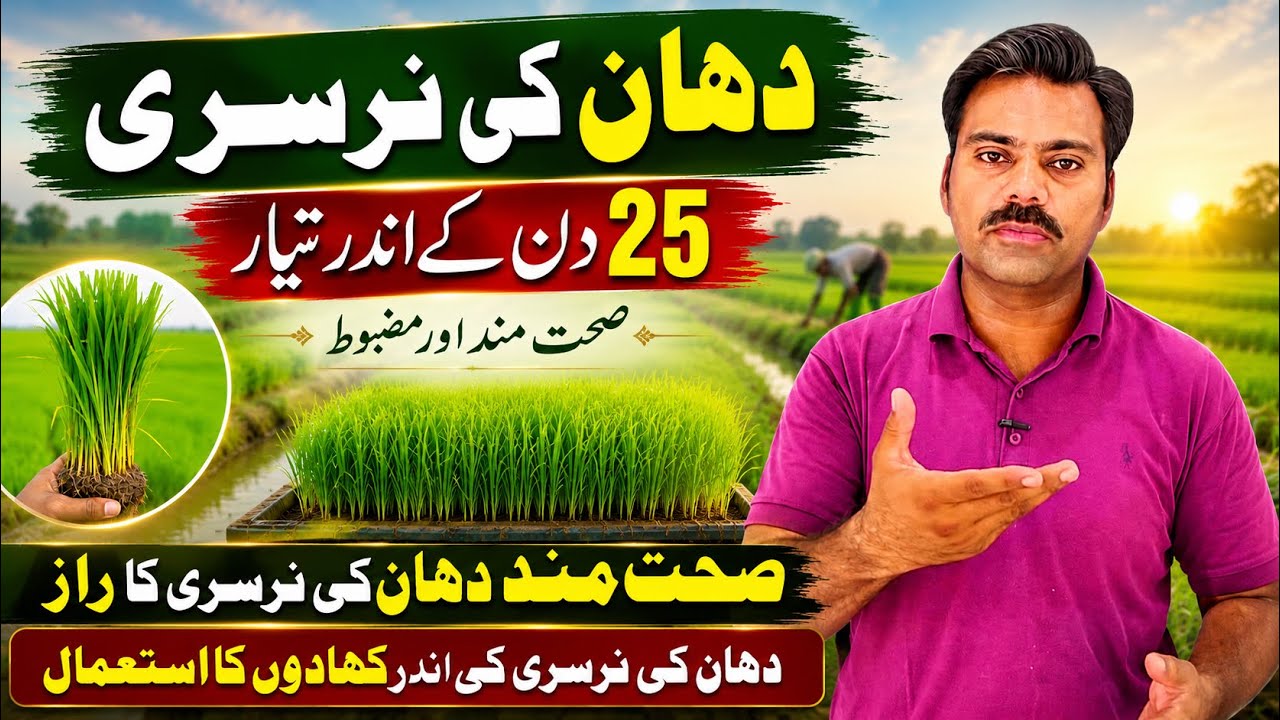 Abid Rice How to prepare rice seedlings within 25 days | Paddy nursery fertilizer ...