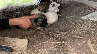 We rescued mother and puppies that were unwelcome by other dogs.