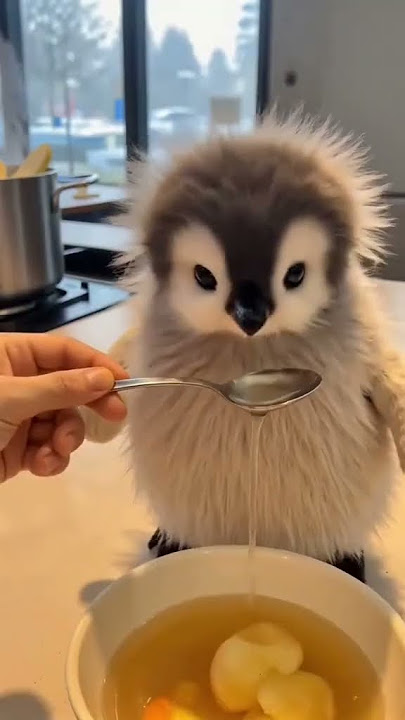 Bayi pinguin nunggu mama masak #music #hewanlucu #pinguin #lucu #bl