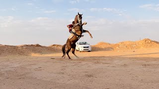 فلوق 4# ركبنا الحصان السيارة 😂🐎