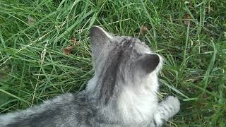 Лето - котики гуляют ! Красивый котик и кот породы Мейн Кун! Лето - котики гуляют ! Красивый котик и кот породы Мейн Кун!