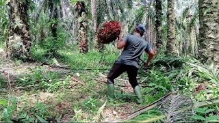 DENGARKAN SUARA JATUHNYA SAMPAI SUWEK KAOSE #sedihlihatpemikulnya