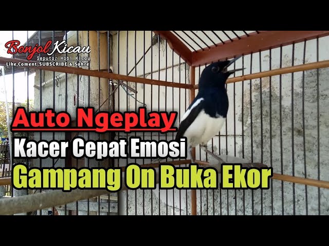 Suara Kacer Gacor Untuk Pancingan Kacer Rumahan - BONJOL KICAU class=