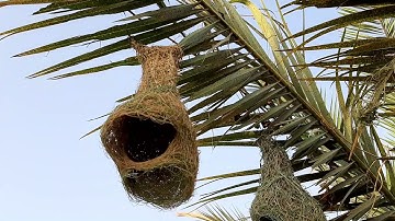 Weaver Bird Nest/House Build Up In Palm Tree | Home Making: Weaver Bird