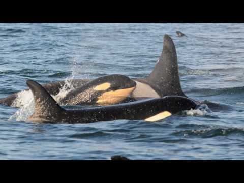 Voice of the Orcas