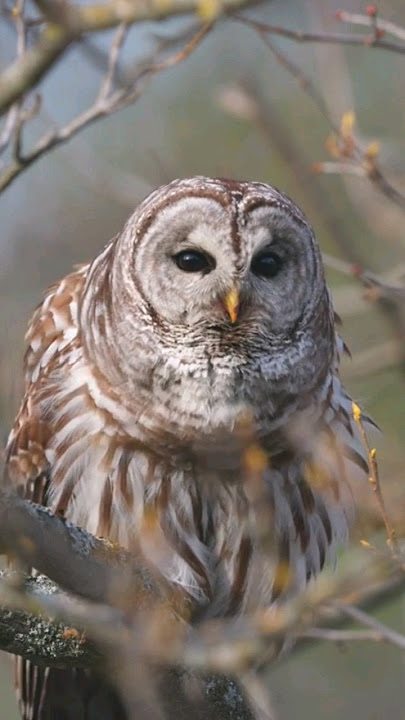 Sound of Barred Owl Hooting 🦉