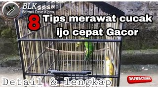 cara merawat cucak ijo bahan agar cepat gacor