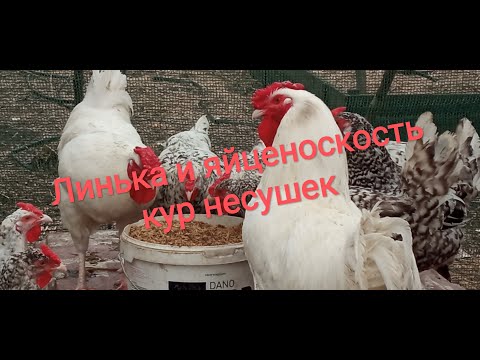 Творог для кур