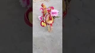hen  viral video  मुर्गे की marriage                       #love you screenshot 2