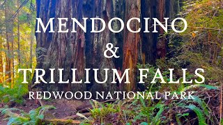 Mendocino & Trillium Falls in the Redwoods