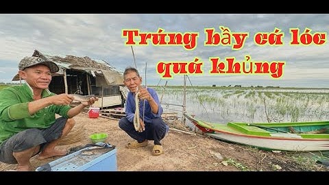 Bữa nay trúng mánh luồn cá lóc dính đầy thùng luôn cả nhà ơi/cắm câu đêm đồng campuchia chia/GLQ