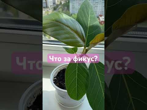 Что за фикус?#фикусы#цветы#комнатныерастения#рекомендации