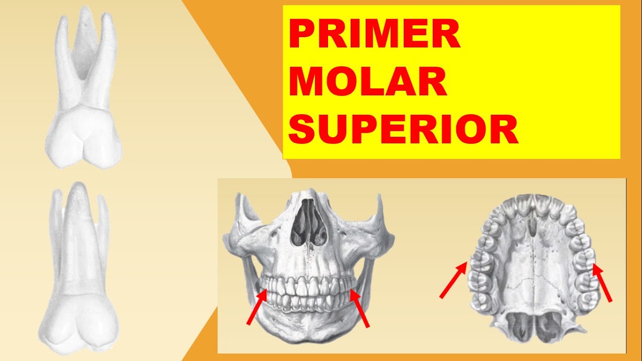 Primer Molar Superior Permanente Anatomía Dental Morfología del primer molar superior YouTube Primer Molar Superior Permanente Anatomía Dental Morfología del primer molar superior YouTube