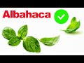 BENEFICIOS de la ALBAHACA 🌱 Usos medicinales - PREPARA EL TÉ DE ALBAHACA Y ACEITE DE ALBAHACA