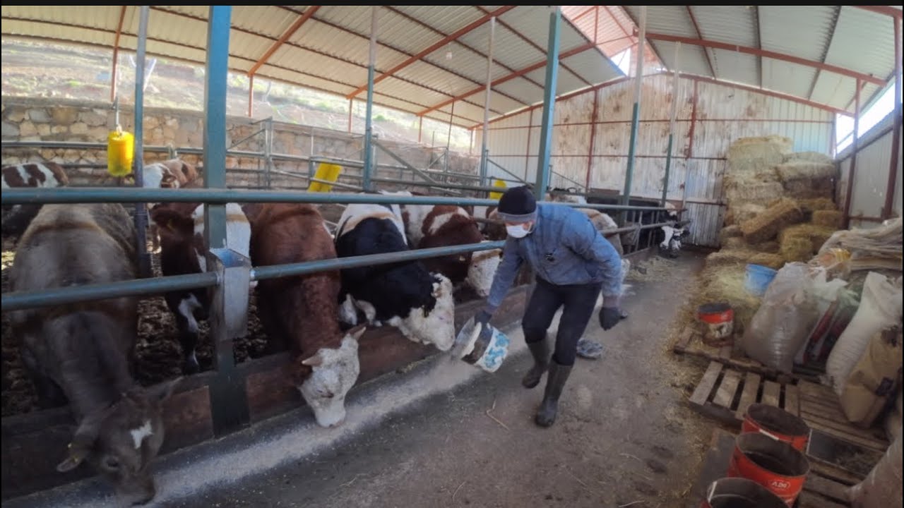 Salık sistem besi danalarında parazit uygulaması